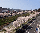 鹿島千本桜