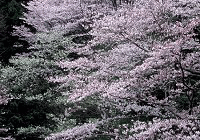 春を呼ぶいわきの桜