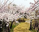 小名浜地区桜まつり（富ヶ浦公園）